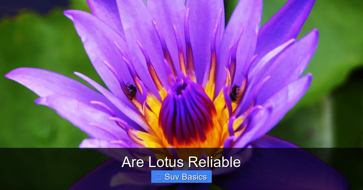 Are Lotus Reliable